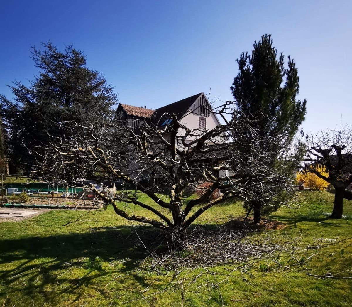 Ambition Paysage Sàrl - création et entretien de jardin – paysagiste – plantation- Lausanne