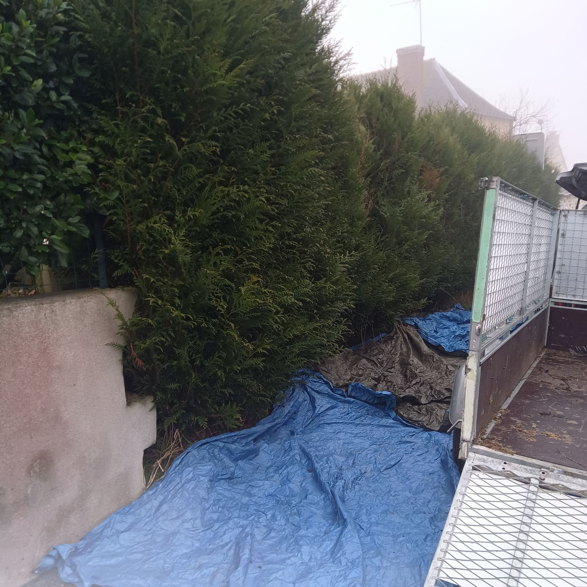 Taille de haies avec des bâches au sol et un camion-benne.