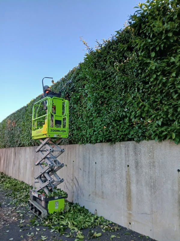 Une longue haie juste taillée.