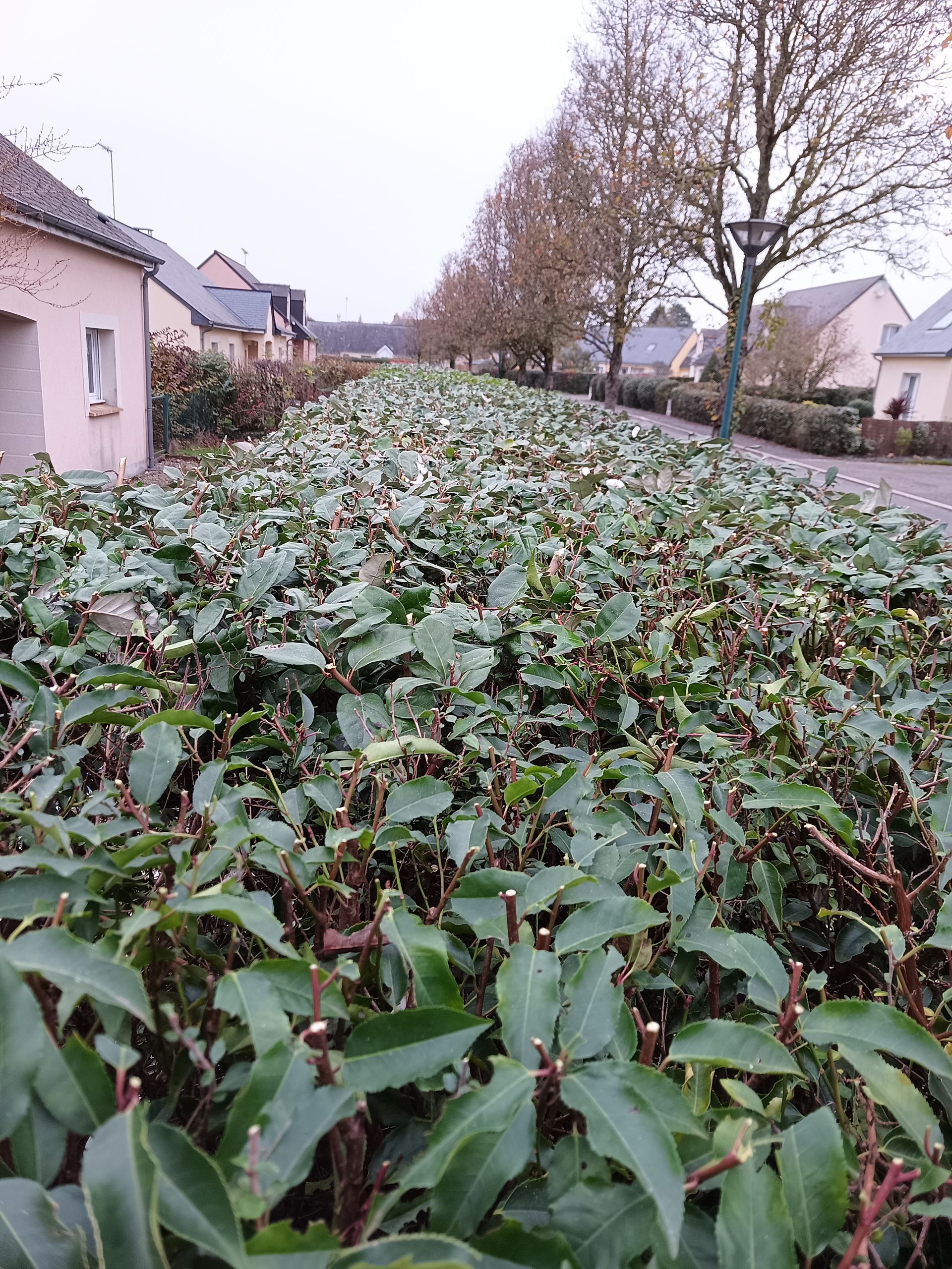 Une haie juste taillée.