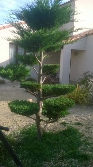 Arbre ornemental taillé aux branches étagées dans une petite cour à côté d'un bâtiment blanc