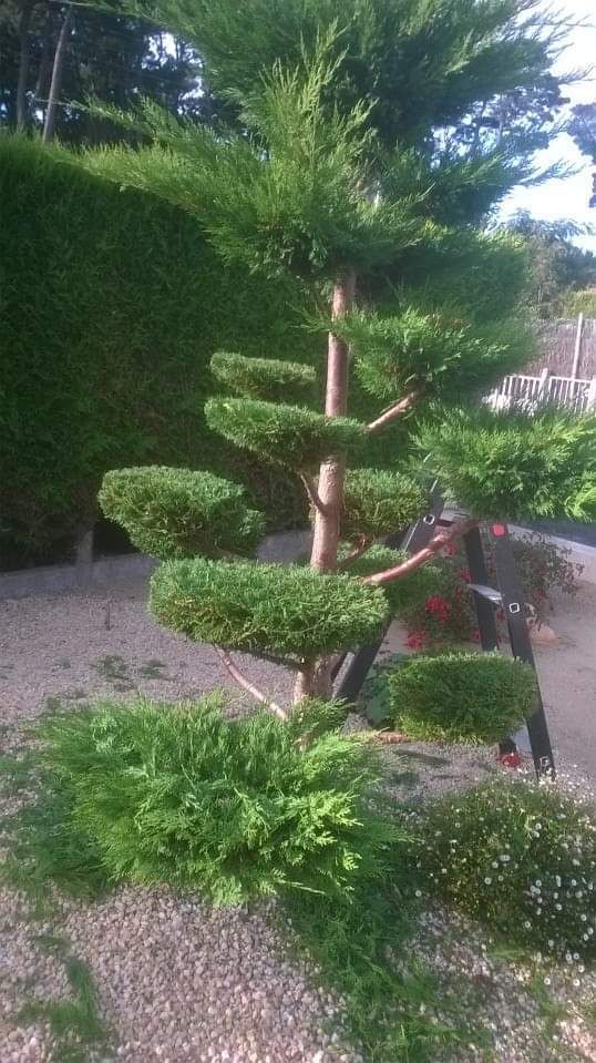 Arbre topiaire au feuillage vert taillé en spirale, dans un chemin de jardin bordé de gravier et de haies.