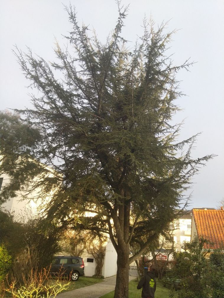 Grand arbre feuillu dans une cour avec une maison blanche au toit de tuiles rouges en arrière-plan au coucher du soleil