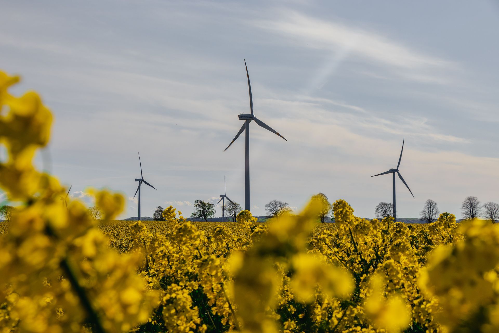 Gelbes Blumenfeld mit Windkraftanlagen unter einem bewölkten Himmel
