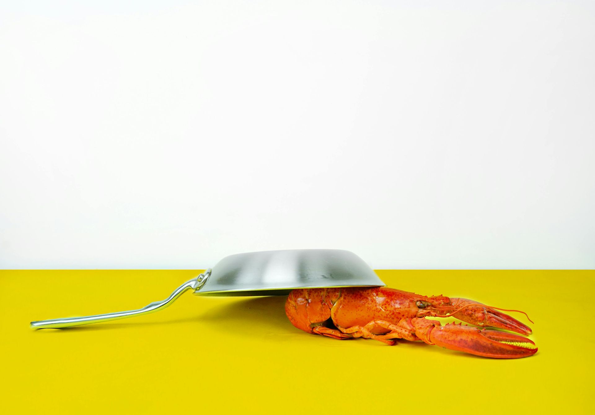Cooked red lobster under a small, silver pan on a yellow surface; white background.