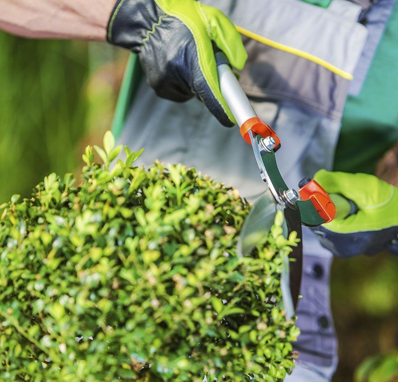 Manos enguantadas podando un arbusto verde con tijeras de podar en un jardín.