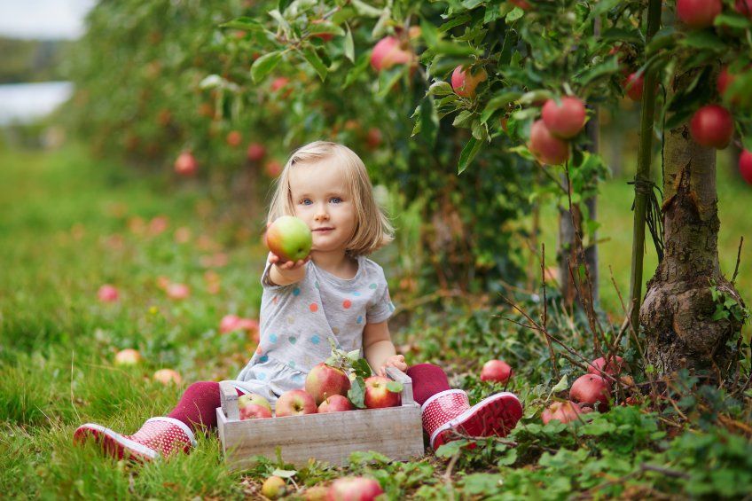 Una niña está sentada en el césped sosteniendo una manzana y una cesta de manzanas.