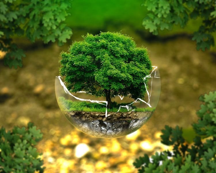 Concept d'arbre dans une boule en verre