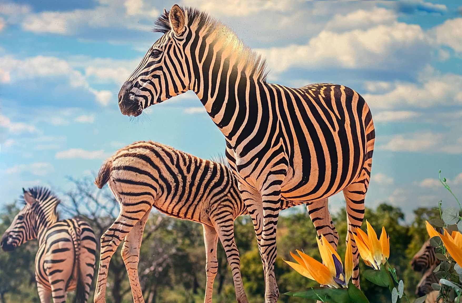 A group of zebras standing next to each other in a field.