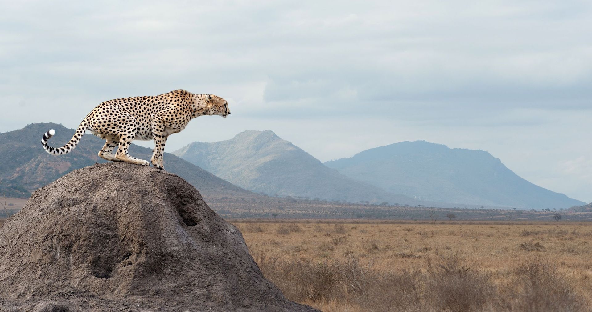 A cheetah is standing on top of a termite mound in the desert.