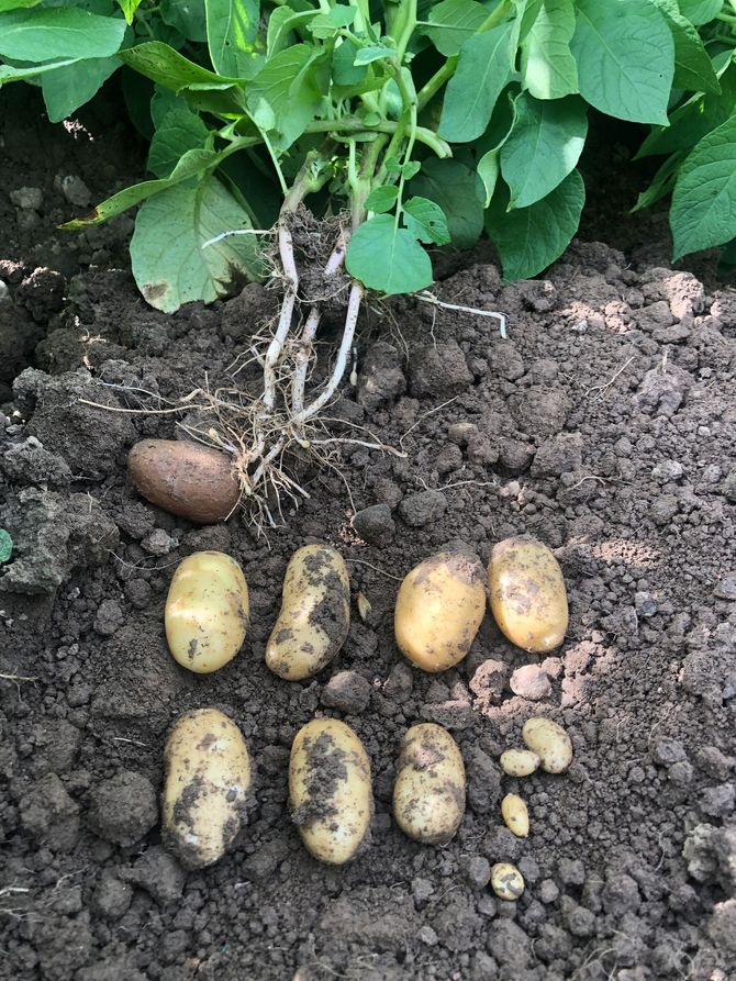 Frühkartoffeln sind gegraben