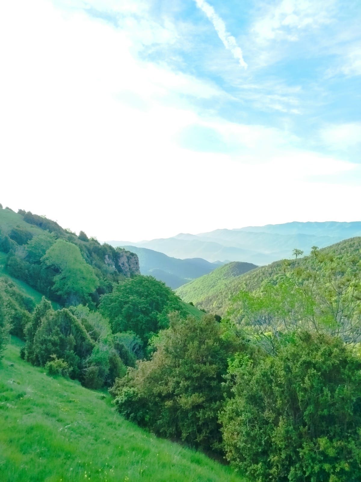 Una exuberante ladera verde con árboles y montañas al fondo
