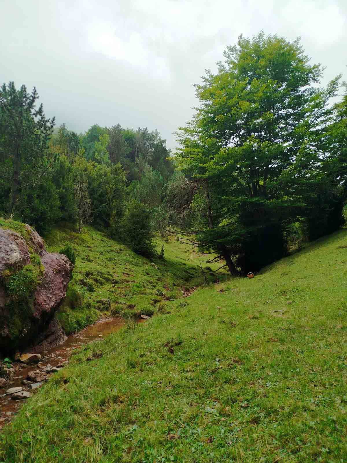 Un arroyo que corre a través de un campo de hierba con árboles al fondo.