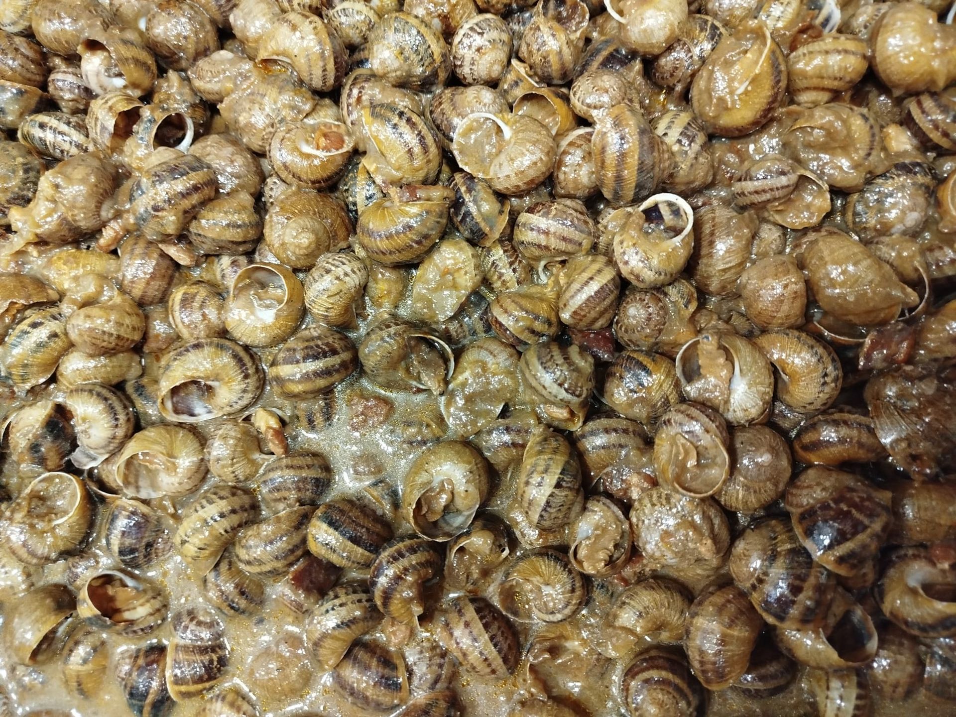 Una pila de caracoles colocados uno encima del otro sobre una mesa.