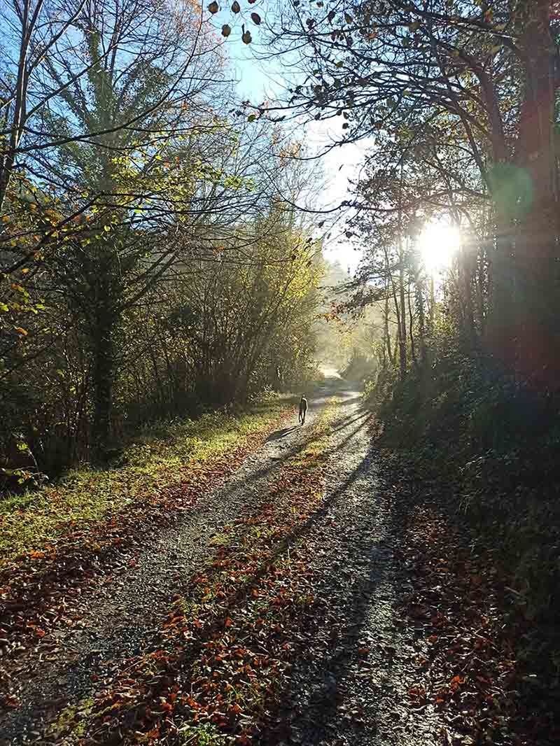 El sol brilla a través de los árboles en un camino de tierra en el bosque.