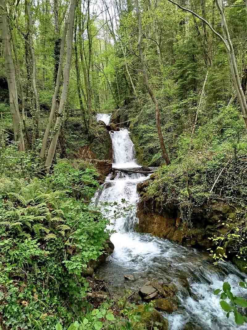 Una pequeña cascada en medio de un bosque rodeada de árboles.