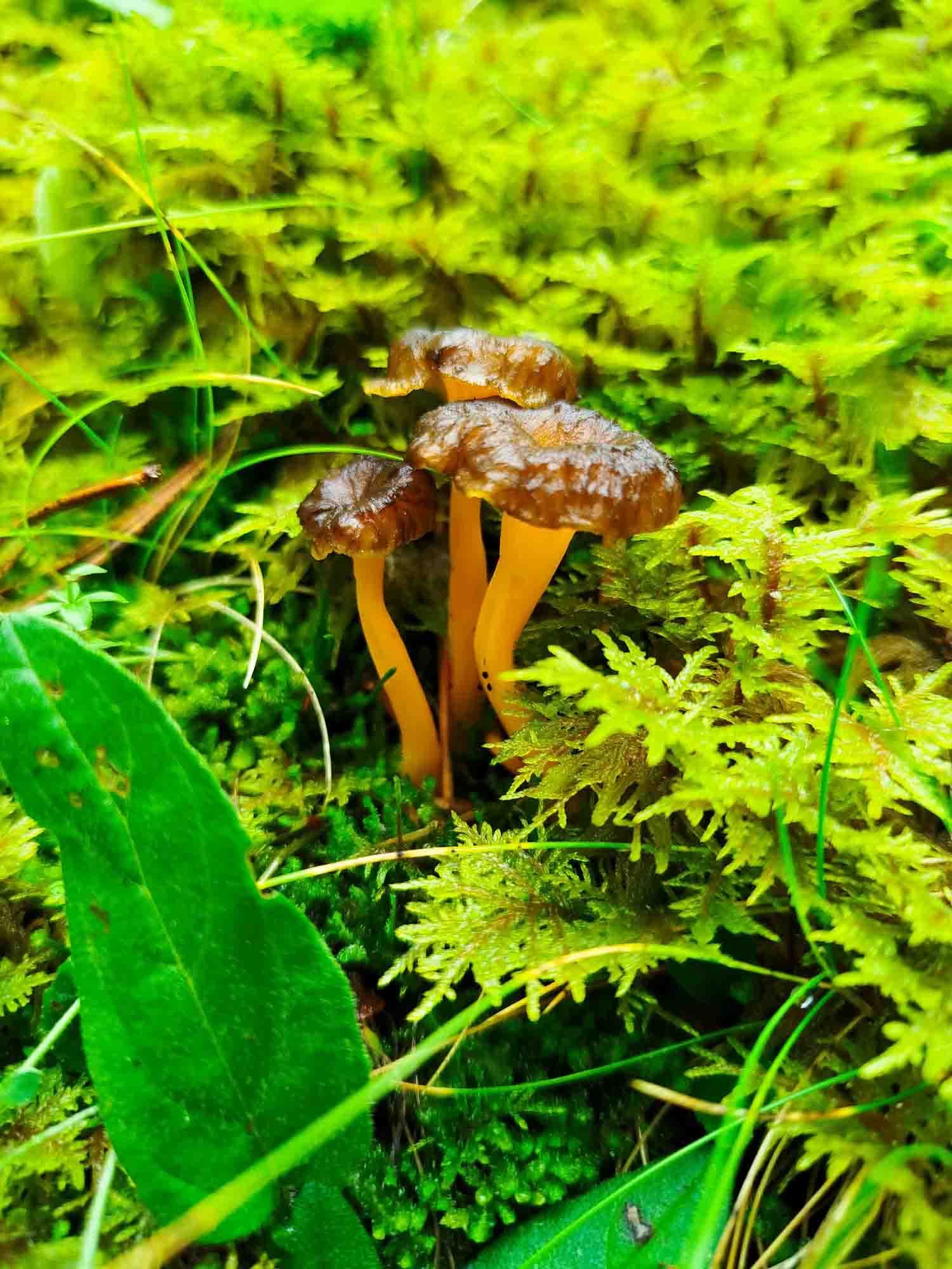 Un grupo de hongos están creciendo en el musgo.
