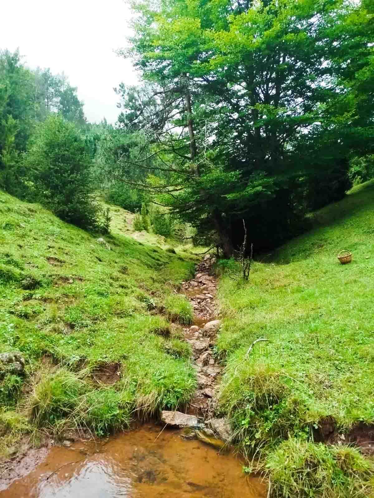 Un arroyo que corre por una ladera cubierta de hierba con árboles al fondo.