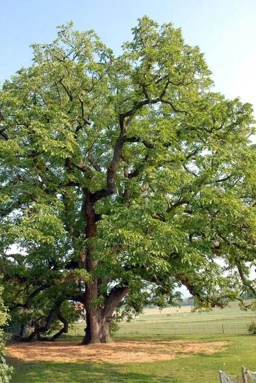 ABDF Bonadei & Chassot - Arbres