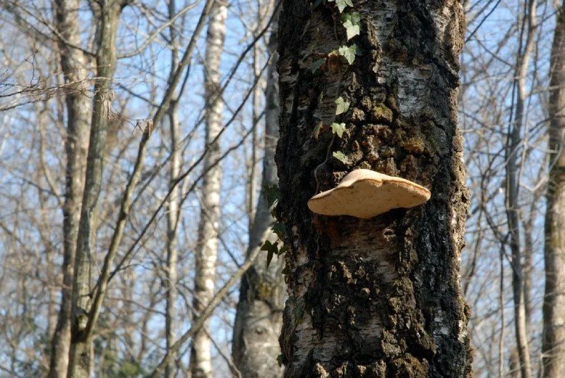 ABDF Bonadei & Chassot - Analyse arboricole