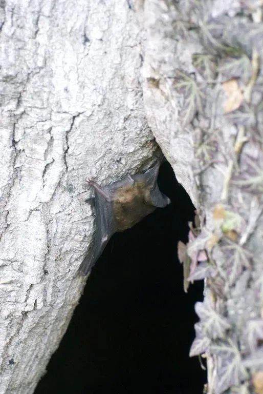 ABDF Bonadei & Chassot - Plan d'aménagement paysager (PAP)