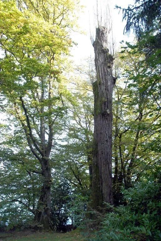 ABDF Bonadei & Chassot - Haubanage