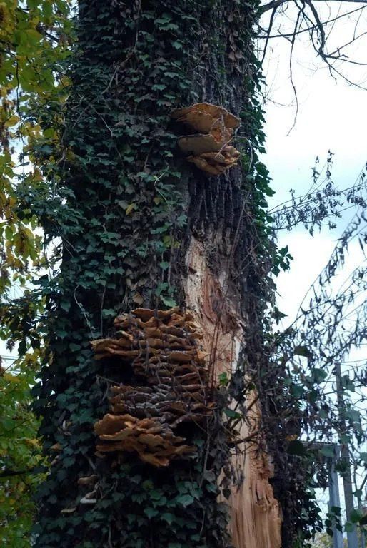 ABDF Bonadei & Chassot - Soins racinaires