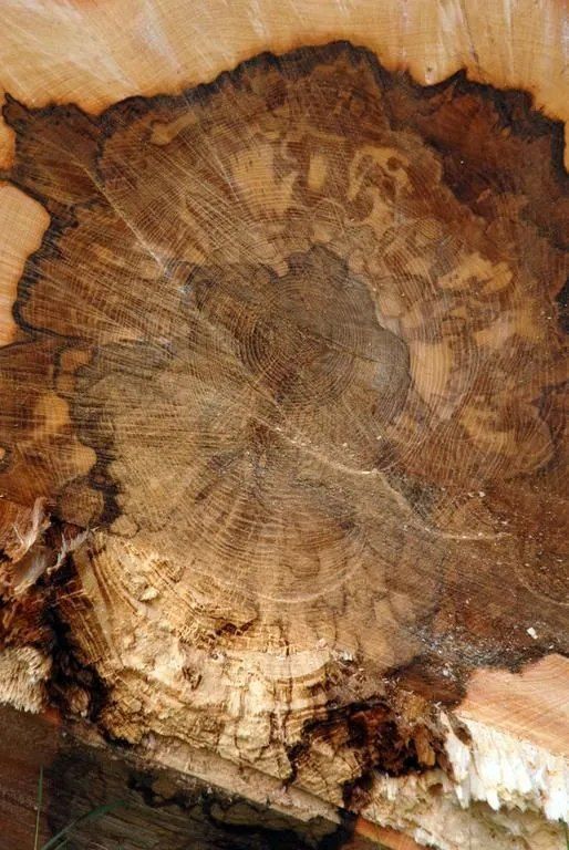 ABDF Bonadei & Chassot - Soins racinaires