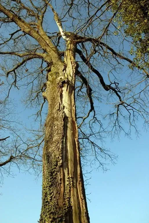 ABDF Bonadei & Chassot - Plantation