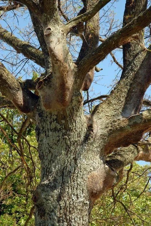 ABDF Bonadei & Chassot - Plantation