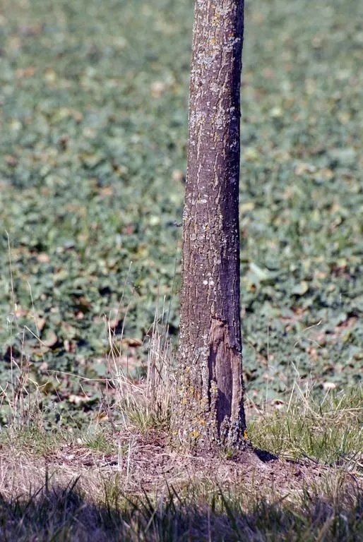 ABDF Bonadei & Chassot - Plantation