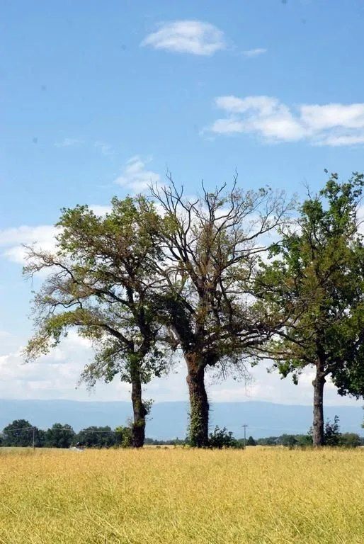 ABDF Bonadei & Chassot - abattage