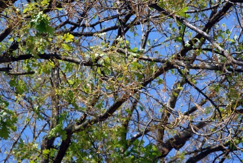 ABDF, Bonadei & Chassot- abattage