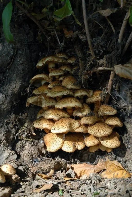 ABDF Bonadei & Chassot - dessouchage