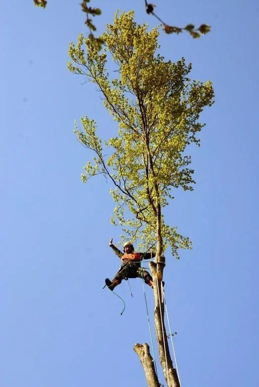 ABDF, Bonadei & Chassot - taille d'arbre