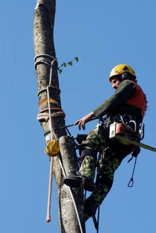ABDF, Bonadei & Chassot - taille d'arbre