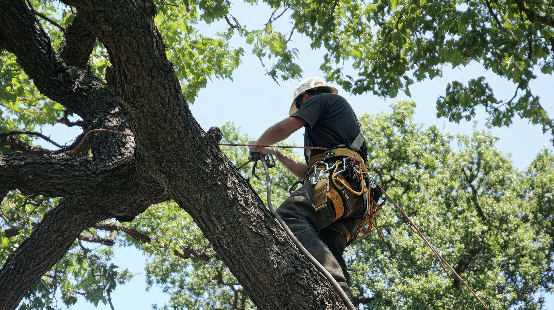Haubanage & consolidation de couronne
