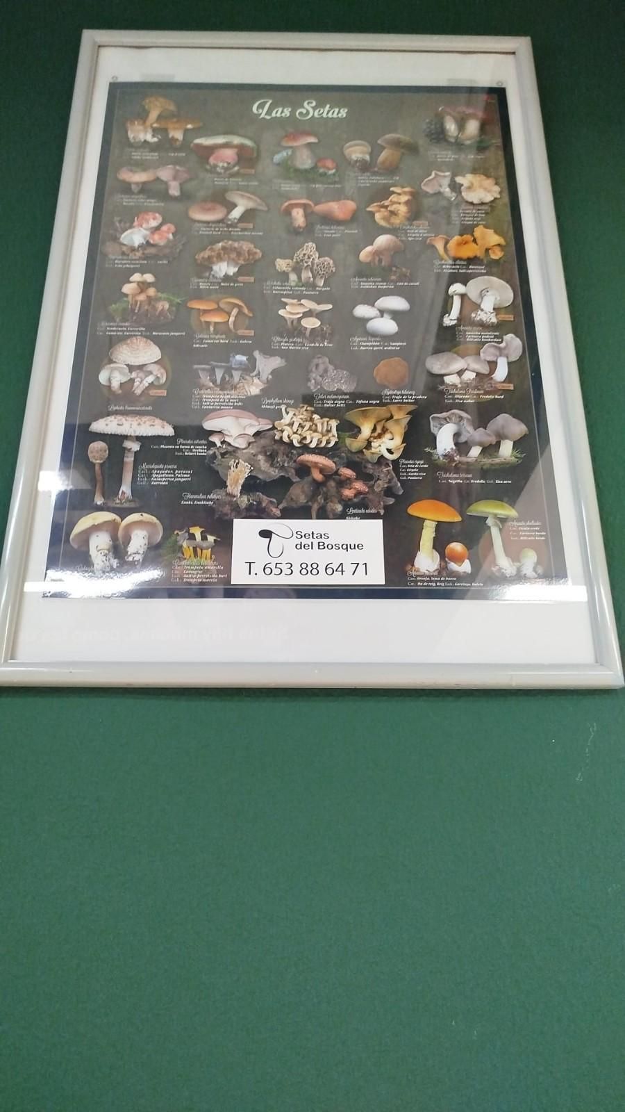 Una mano sostiene dos setas recién 