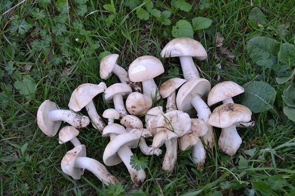 Un grupo de setas recién recolectadas, de sombrero pálido, reposando sobre hierba verde.