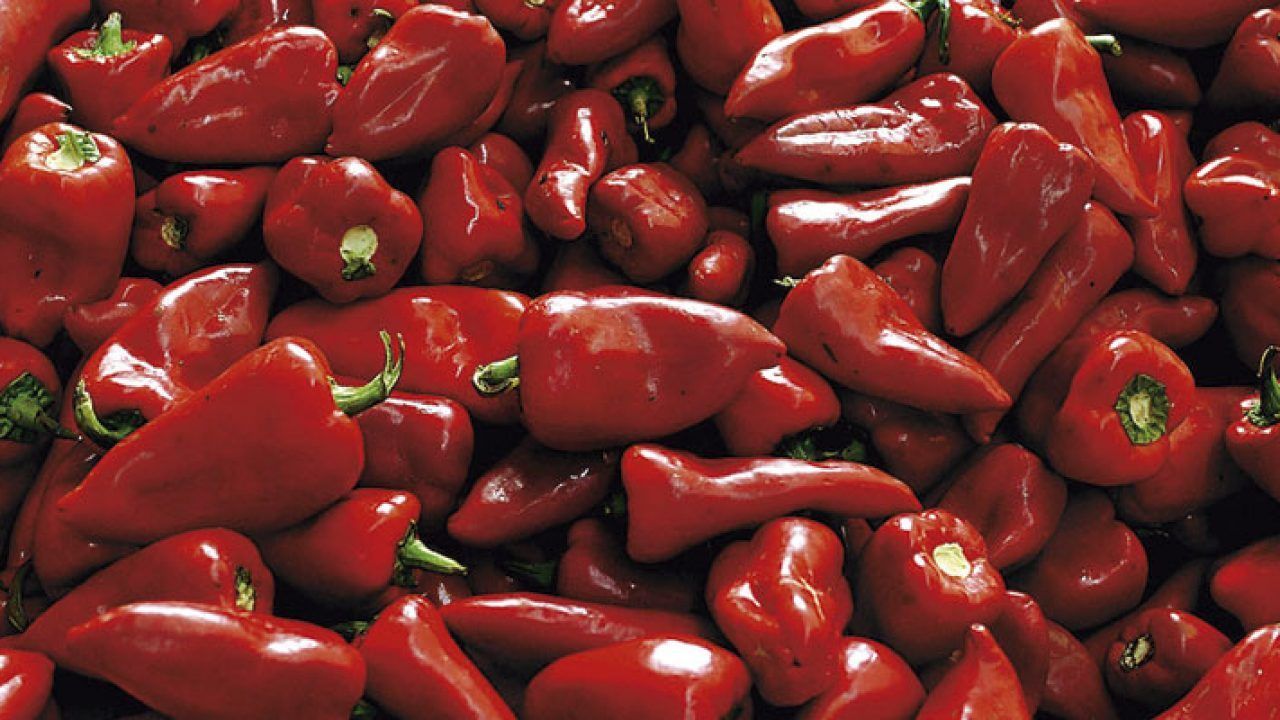 Un montón grande de chiles rojos frescos y brillantes.