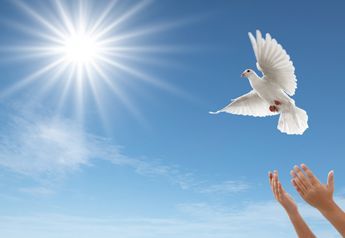 Una paloma blanca vuela por un cielo azul con dos manos extendidas hacia ella.