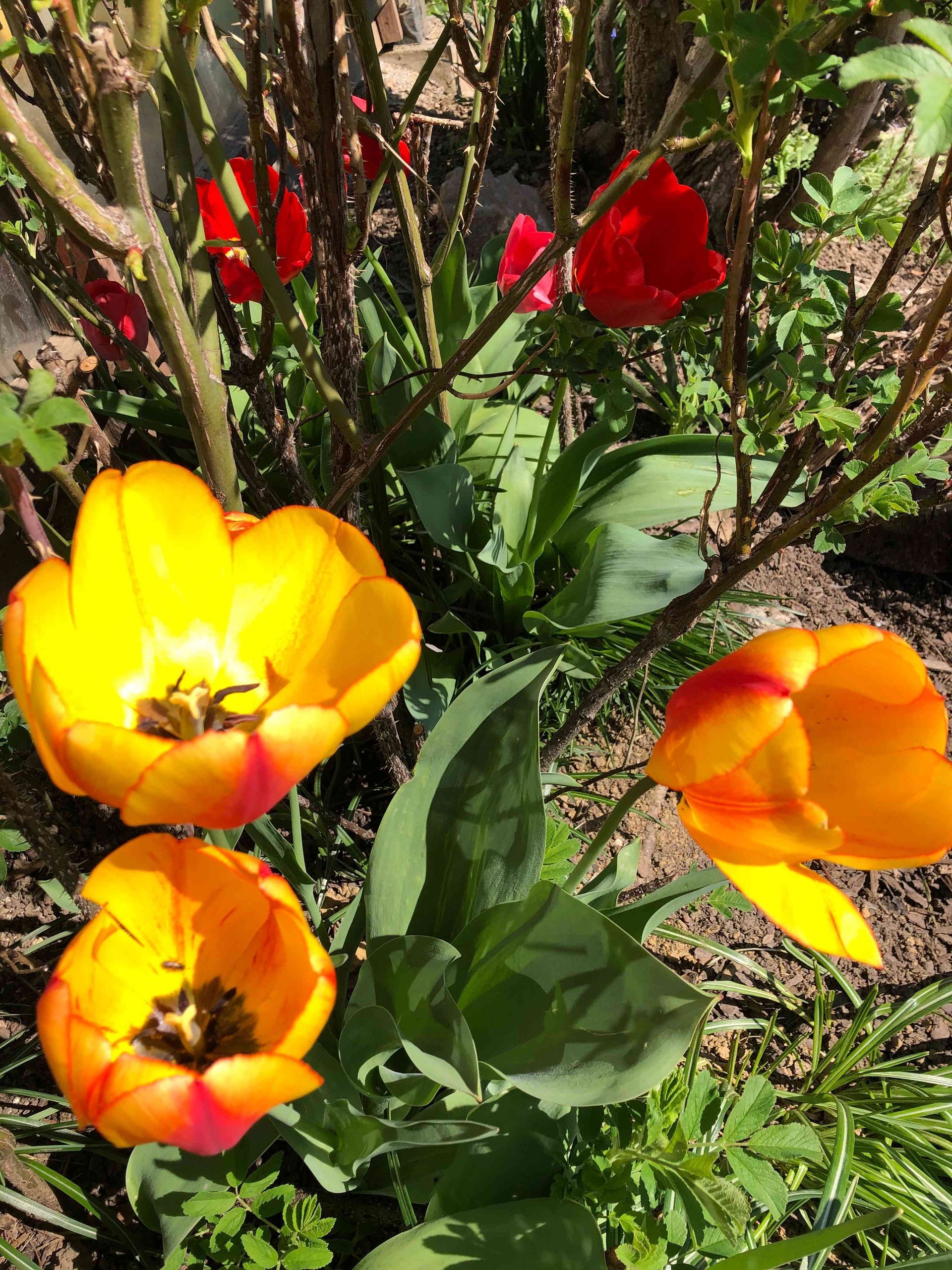 Fruehling Altstadt-Apartments Bad Radkersburg. Genießen Sie  den  Frühlingszauber in der Altstadt von  Bad  Radkersburg!