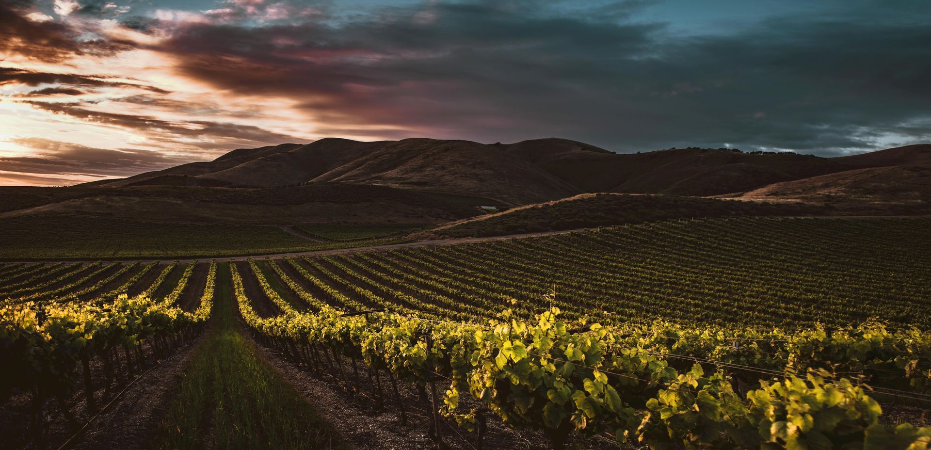 Un viñedo con montañas al fondo al atardecer.