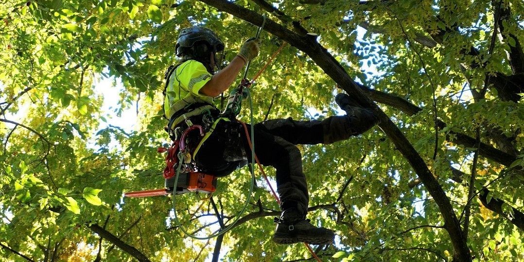 Baumkletterer in Baumkrone