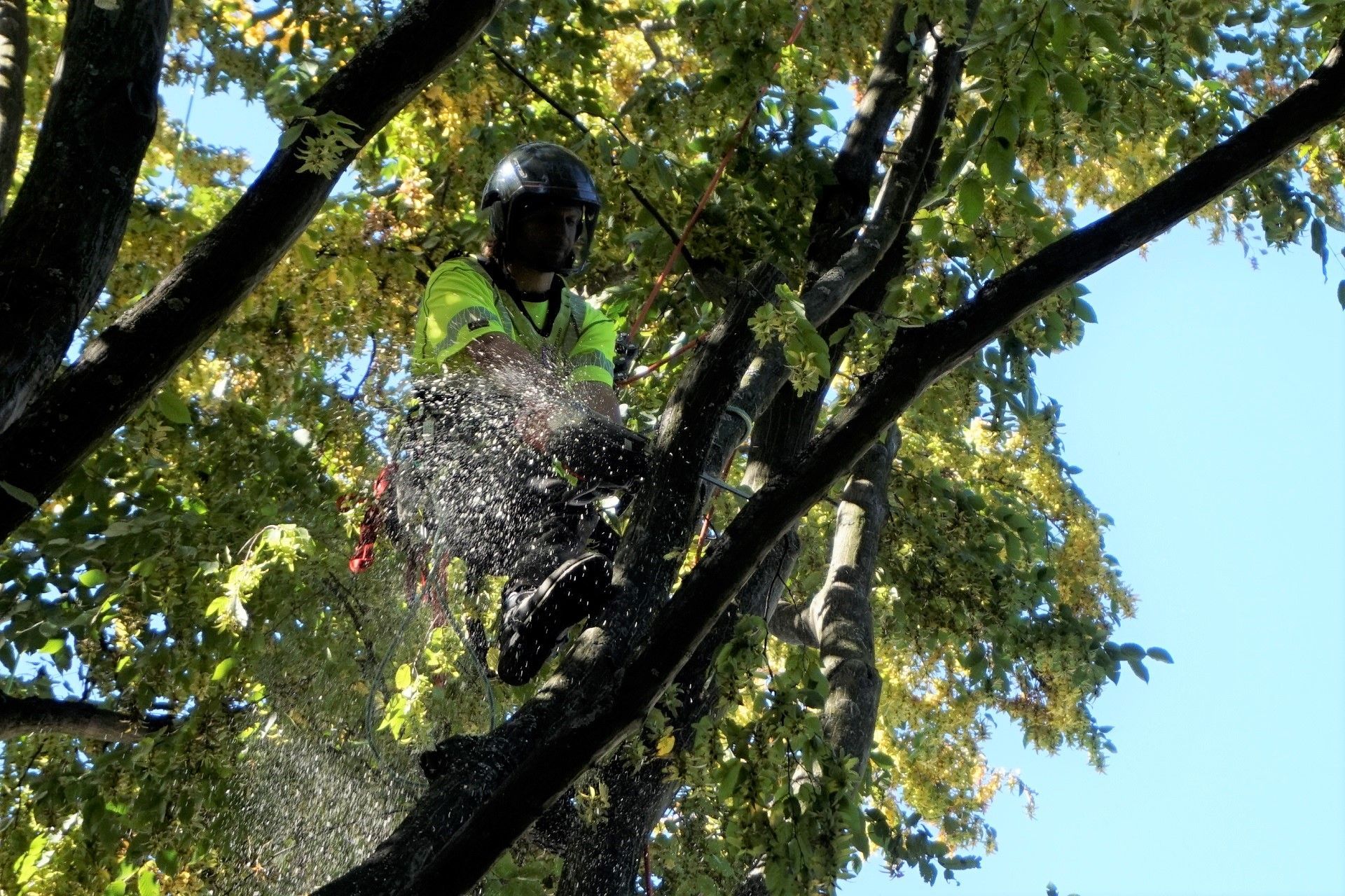 Gärtner beschneidet einen Busch