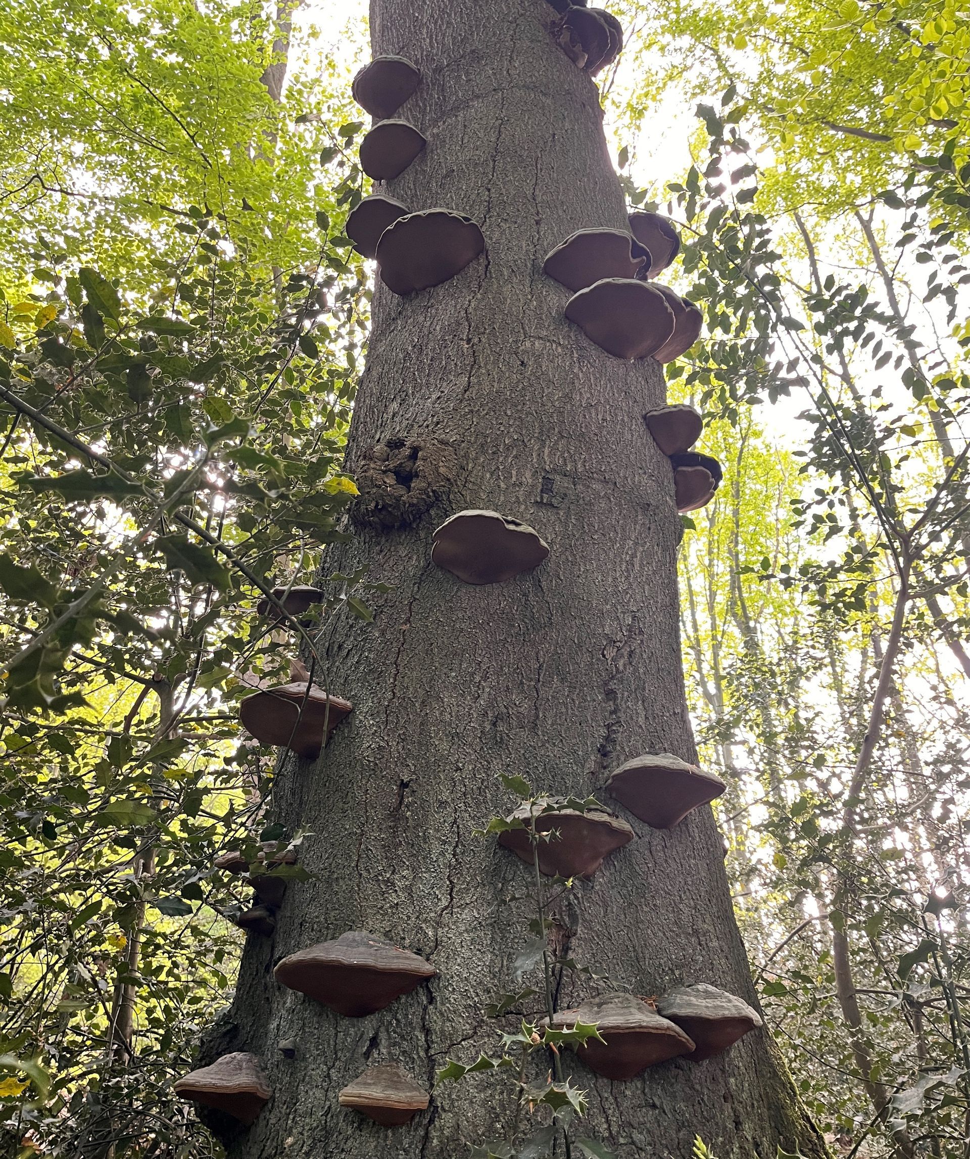 Baumstamm mit Pilzen