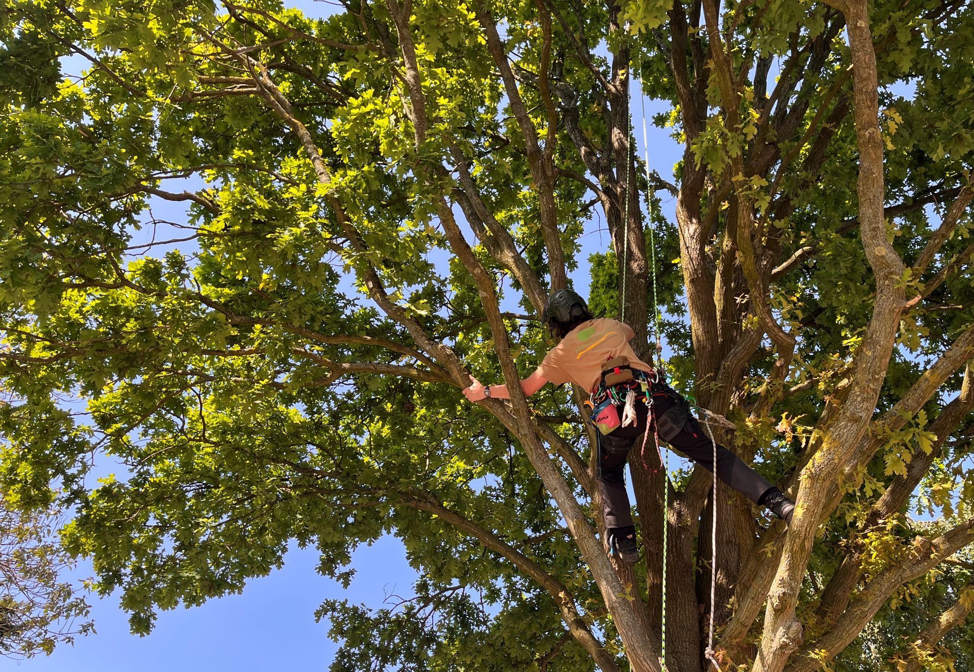 Baumkletterer in Baumkrone