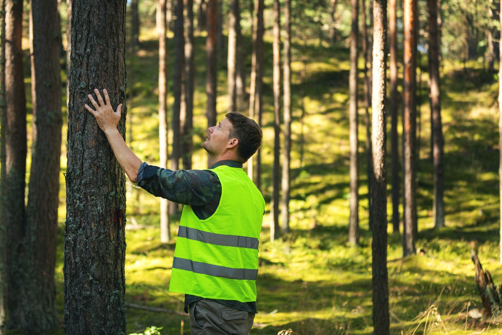 Person kontrolliert Baum