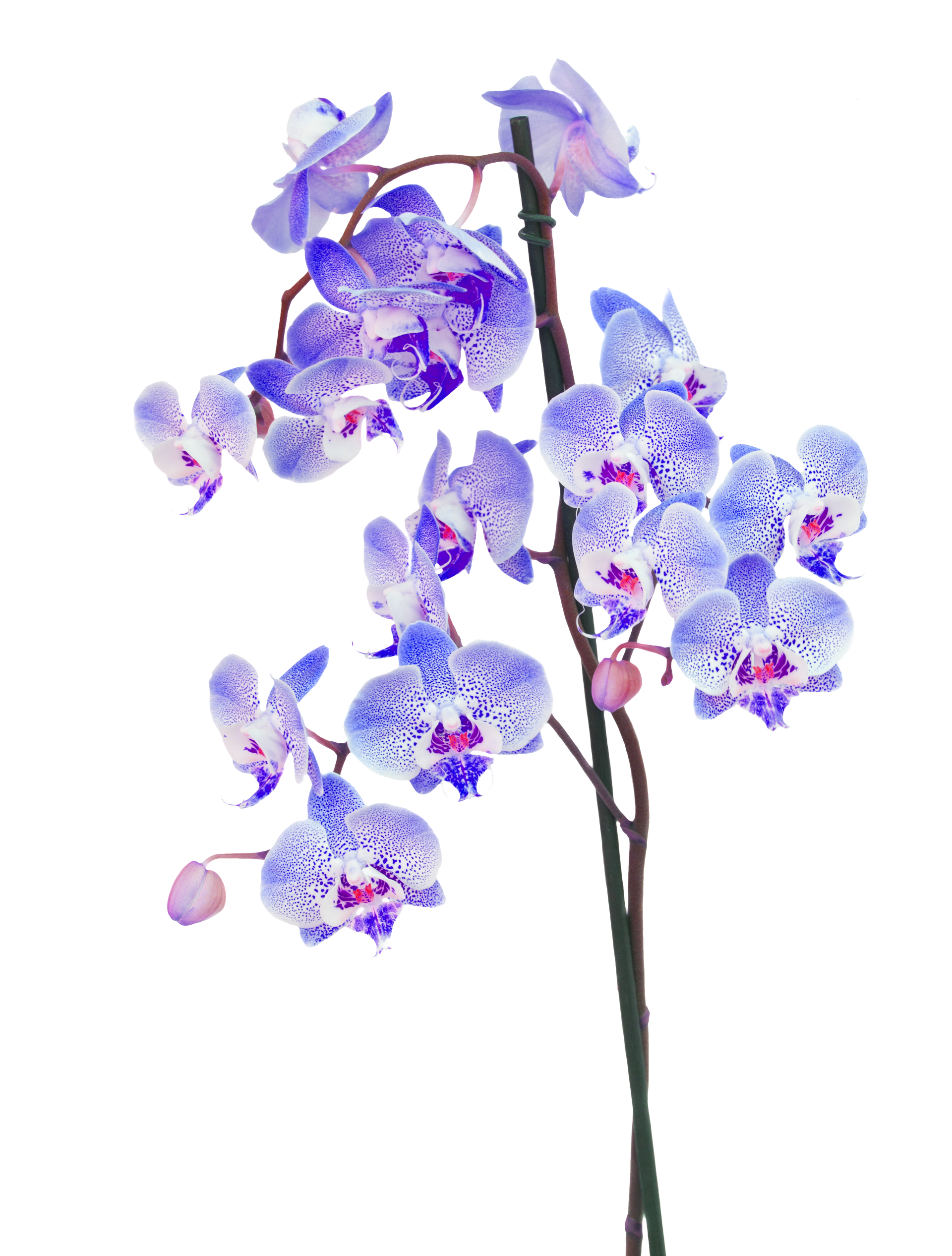 branche d'orchidée bleutée sur fond transparent