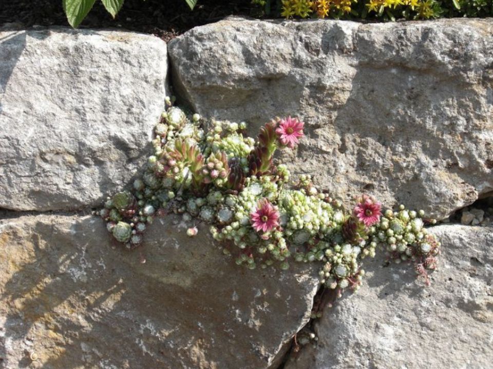 Blühende Pflanze in einer Steinmauer